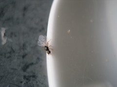 Solenopsis punctaticeps