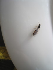 Solenopsis punctaticeps