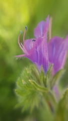 Echium plantagineum