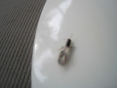 Solenopsis punctaticeps