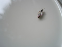 Solenopsis punctaticeps