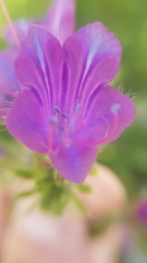 Echium plantagineum
