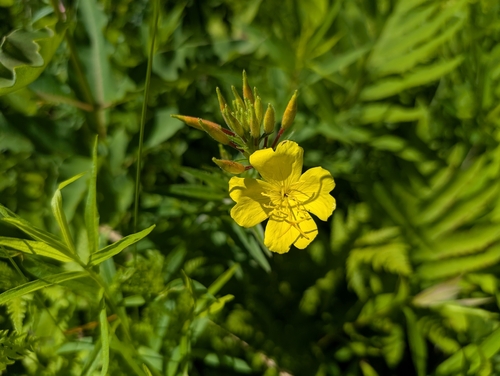 Oenothera tetragona