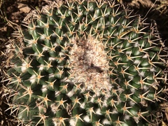 Mammillaria wagneriana