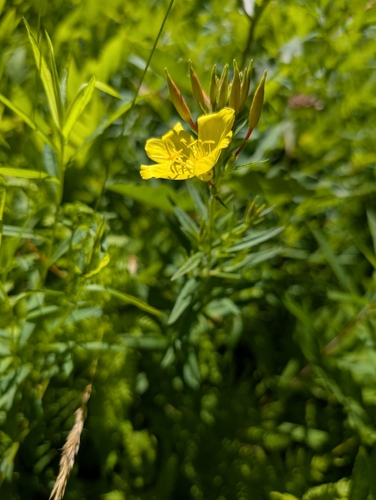 Oenothera tetragona, photograph 1