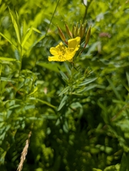 Oenothera tetragona, photograph (c) Nick Kacala, some rights reserved (CC BY)