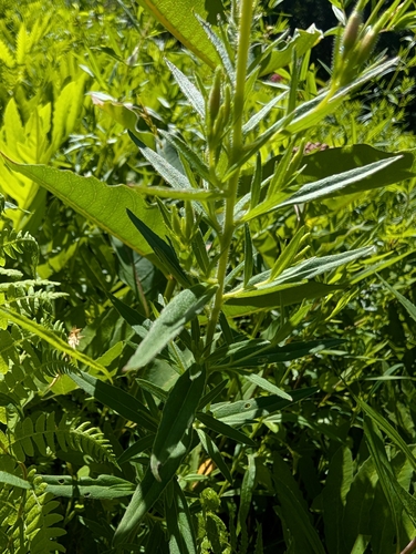 Oenothera tetragona, photograph 2