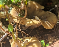 Hohenbuehelia petaloides