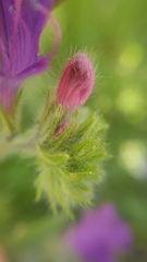 Echium plantagineum