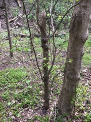 Acer pensylvanicum