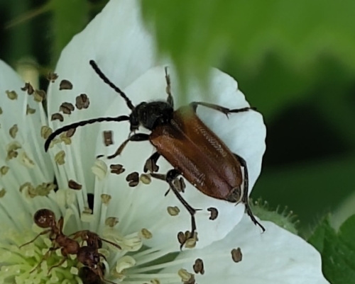 Fairy-ring Longhorn Beetle