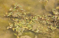 Potamogeton diversifolius