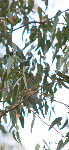 White-plumed Honeyeater