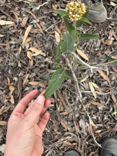 Northern Silkpod