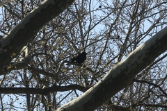 Corvus brachyrhynchos