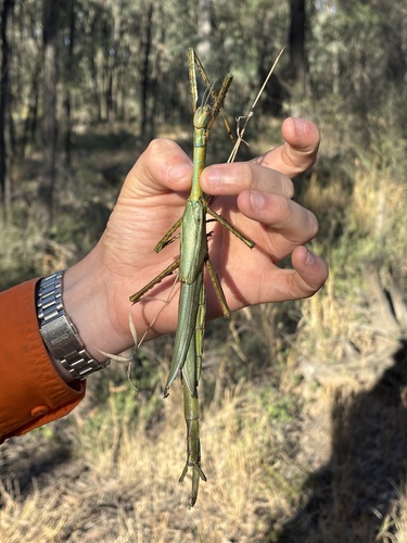 Goliath Stick Insect