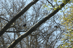 Corvus brachyrhynchos