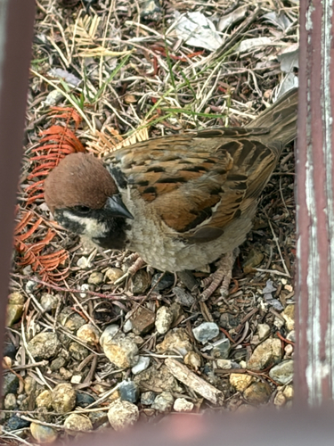 Eurasian Tree Sparrow