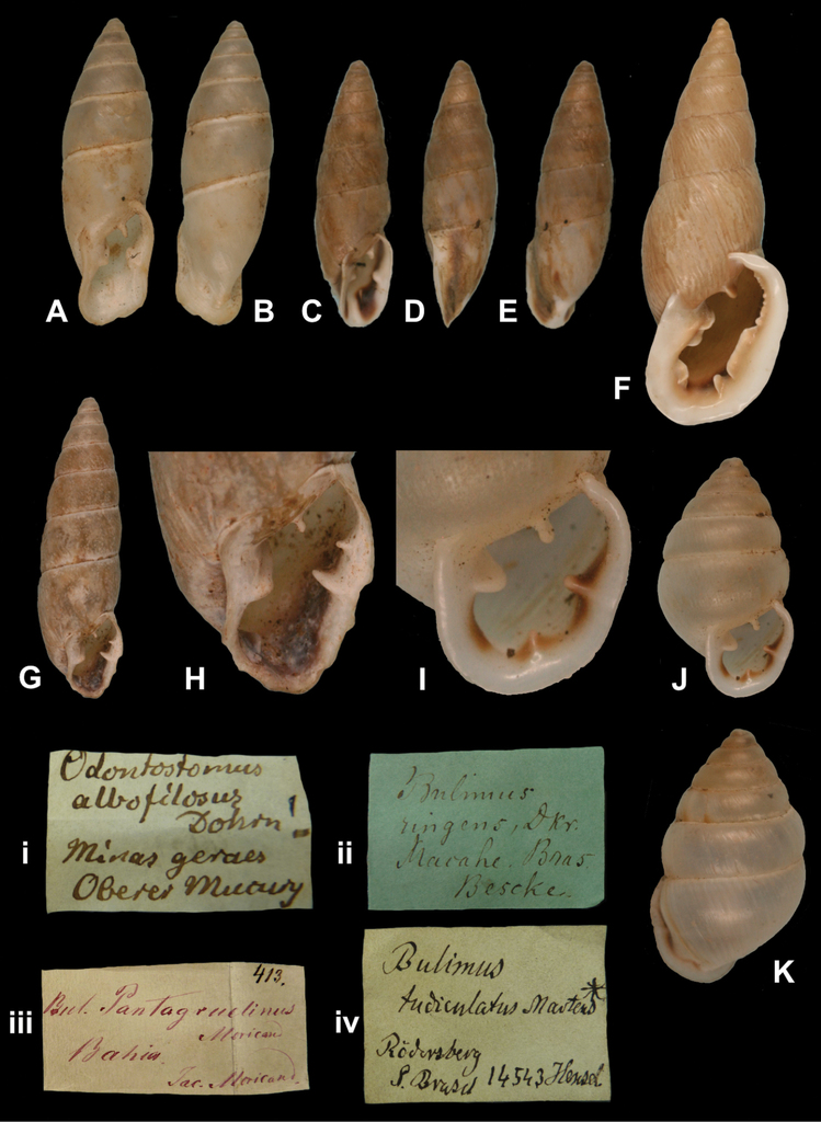 Cyclodontina tudiculata