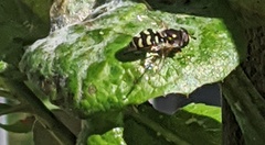 Eupeodes volucris