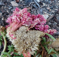Celosia argentea plumosa