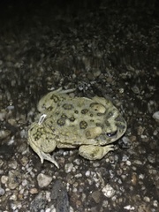 Anaxyrus californicus