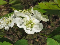 Crataegus gattingeri