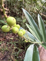 Alpinia aquatica