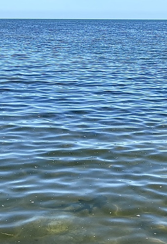 Bonnethead photographed in Florida