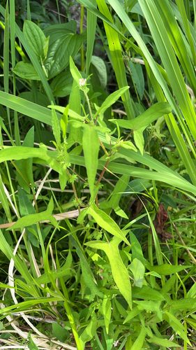 Persicaria maackiana iNat (2)