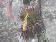 Tillandsia violacea