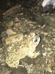 Anaxyrus californicus