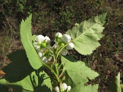 Crataegus gattingeri