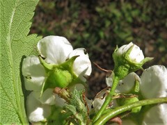 Crataegus gattingeri