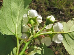 Crataegus gattingeri