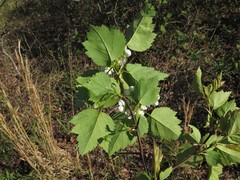 Crataegus gattingeri