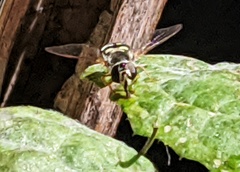 Eupeodes volucris