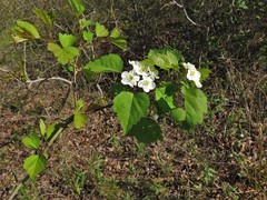 Crataegus gattingeri