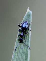 Anthelephila caerulea