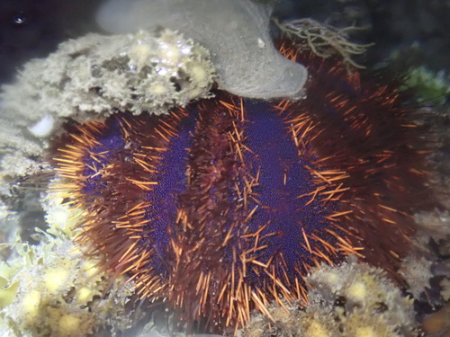 Collector urchin