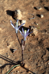 Androstephium breviflorum