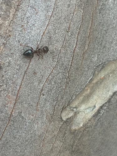 Crematogaster matsumurai