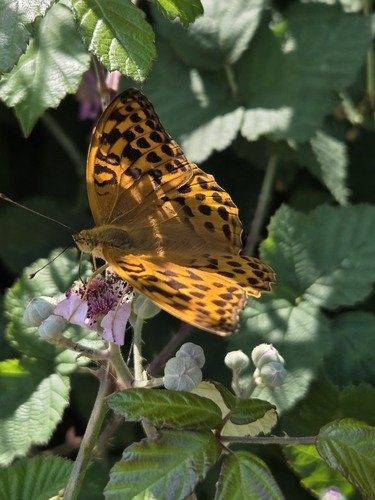 Silver-washed Fritillary
