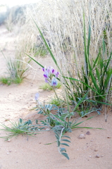 Astragalus amphioxys