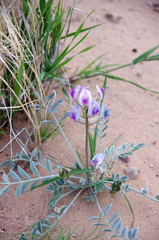 Astragalus amphioxys