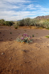 Astragalus amphioxys