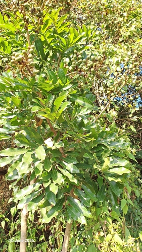 Deinbollia oblongifolia