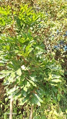 Deinbollia oblongifolia
