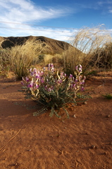 Astragalus amphioxys