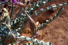 Astragalus amphioxys